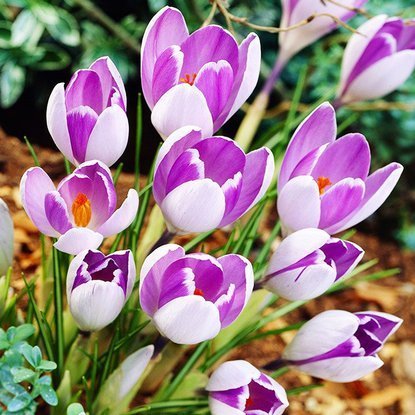 Großblütiges Krokusse Crocus Vanguard 10 st.