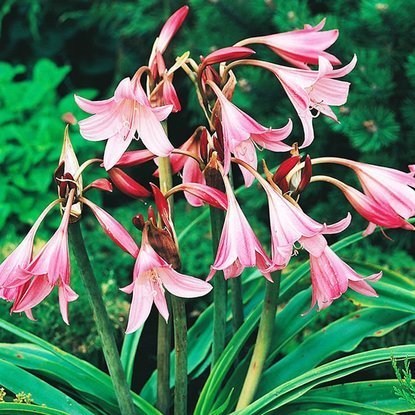 Hakenlilien Crinum Poweli 1 st.