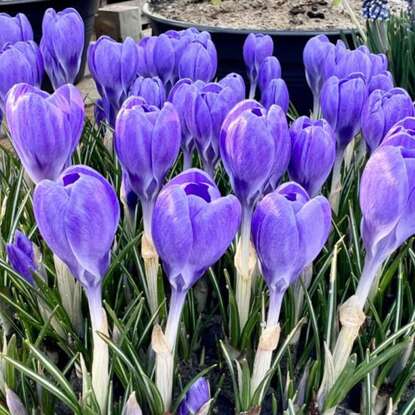 Krokus (Crocus) Picturatus 5 szt.