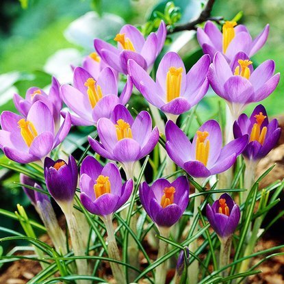 Krokusse Crocus Barr's Purple 10 st.