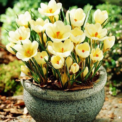 Krokusse Crocus Cream Beauty 10 st.