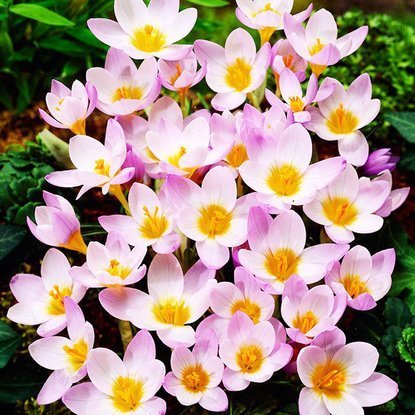 Krokusse Crocus Firefly 10 st.