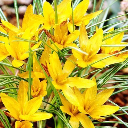 Krokusse Crocus Golden Nugget 10 st.