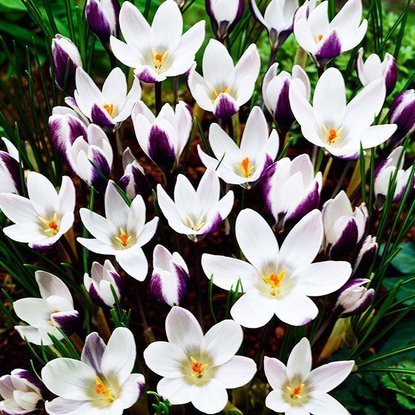 Krokusse Crocus Ladykiller 10 st.