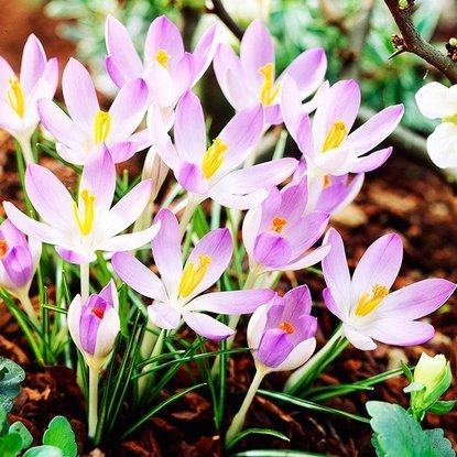 Krokusse Crocus Lilac Beauty 10 st.