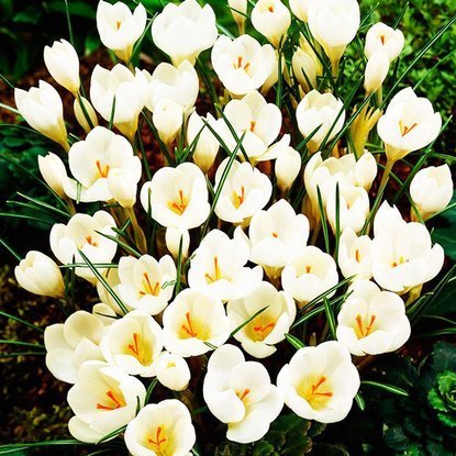 Krokusse Crocus Miss Vain 10 st.