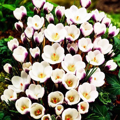 Krokusse Crocus Prins Claus 10 st.