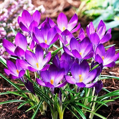 Krokusse Crocus Ruby Giant 10 st.