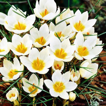 Krokusse Crocus Snowbuntig 10 st.