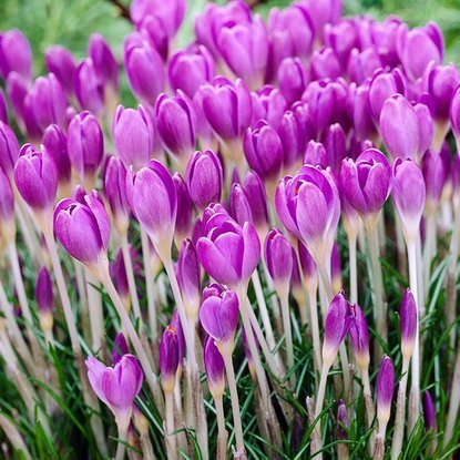 Krokusse Crocus etruscus Zwanenburg 10 st.