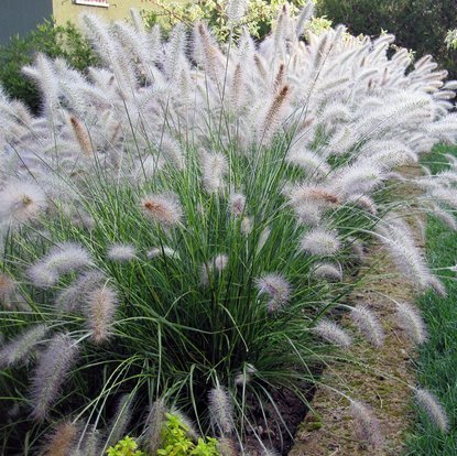 Lampenputzergräser Pennisetum Hameln 1 st.