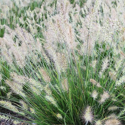 Lampenputzergräser Pennisetum Little Bunny 1 st.