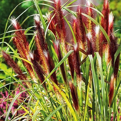 Lampenputzergräser Pennisetum Red Head 1 st.