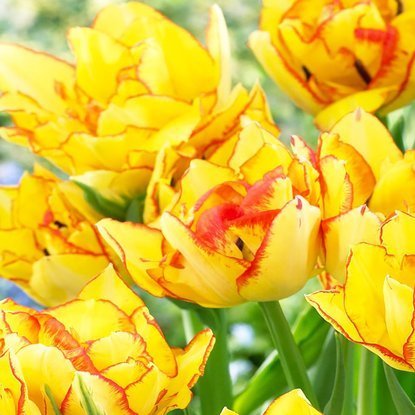 Mehrblütig Tulpe Aquilla 5 st.