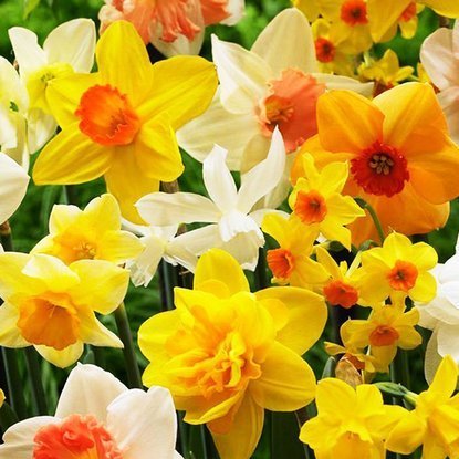 Mischung WOW MIX Narcissus alle Sorten 100 st.