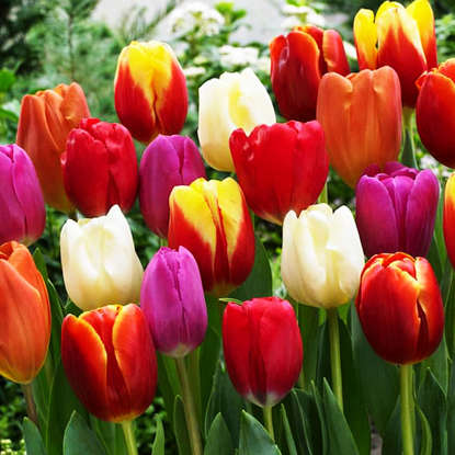 Mischung WOW MIX Tulpe Triumph 10 st.