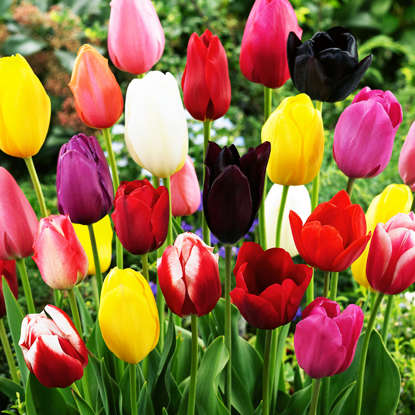 Mischung WOW MIX Tulpe Triumph 100 st.