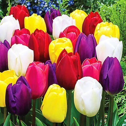 Mischung WOW MIX Tulpe Triumph 200 st.