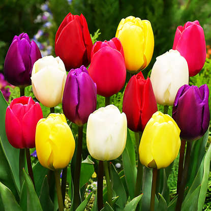 Mischung WOW MIX Tulpe Triumph 25 st.