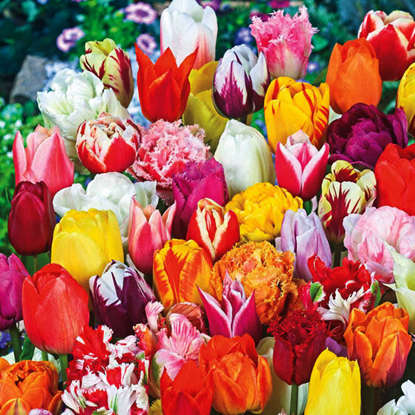 Mischung WOW MIX Tulpe alle Sorten 25 st.