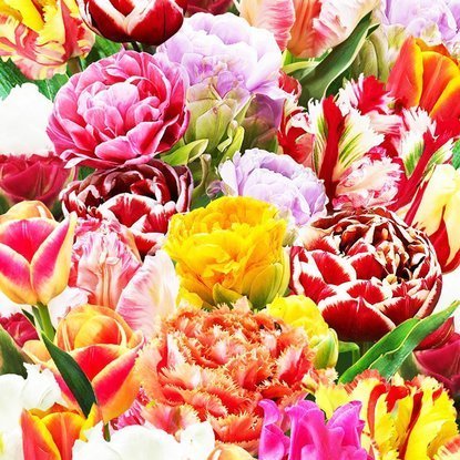 Mischung WOW MIX Tulpe alle Sorten 5 st.