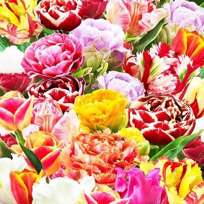 Mischung WOW MIX Tulpe alle Sorten 50 st.