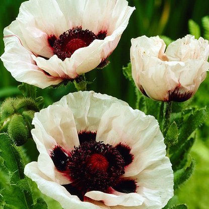 Mohn  Papaver Orientale Perry's White 1 st.