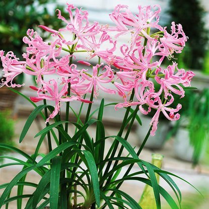 Nerine Guernseylilien Bowdenii 1 st.