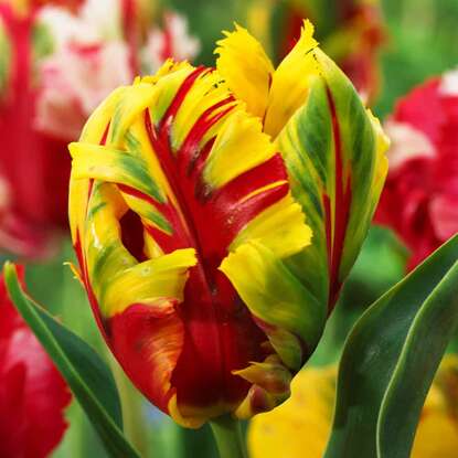 Papageien Tulpe Texas Gold 5 st.