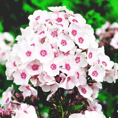 Phlox  Flammenblumen Europa 1 st.