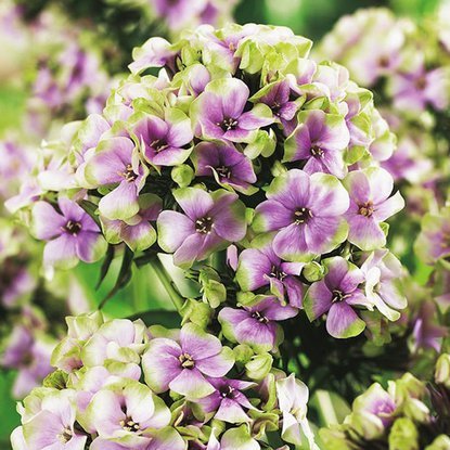 Phlox  Flammenblumen Sherbet Blend 1 st.