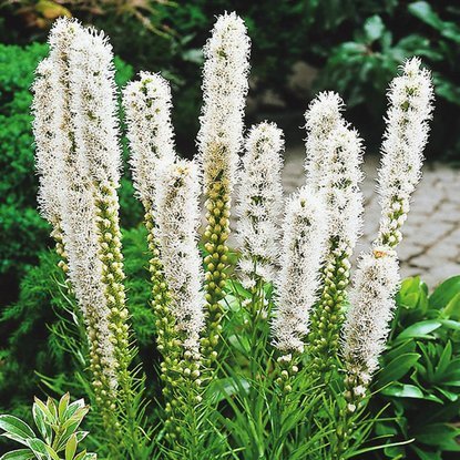 Prachtscharte Liatris Floristan Alba 10 st.