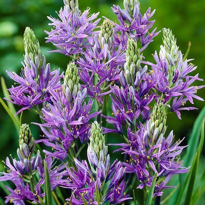 Prärielilien Camassia Quamash Blue Melody 5 st.