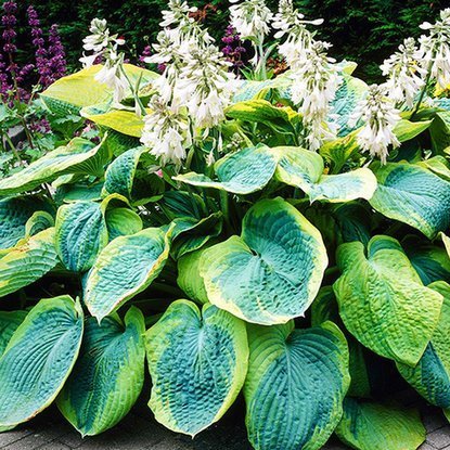 Riesen hosta Frances Williams 1 st.