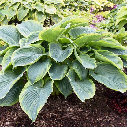 Riesen hosta hosta Empress Wu 1 st.