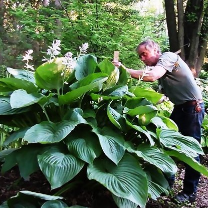 Riesen hosta hosta Jurassic Park 1 st.