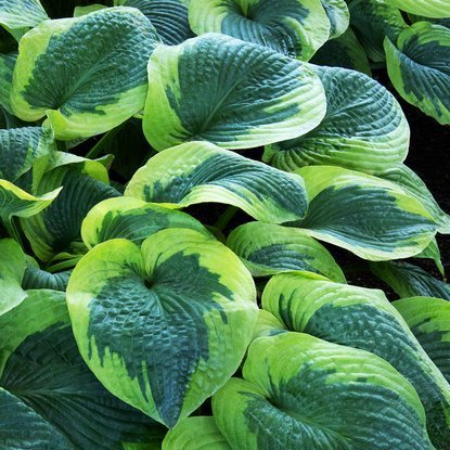 Riesen hosta hosta Olive Baily Langdon 1 st.