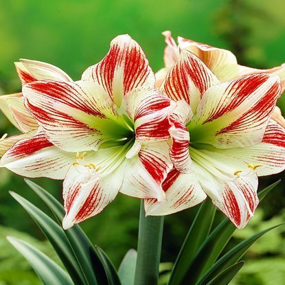 Rittersterne Hippeastrum Ambiance 1 st.