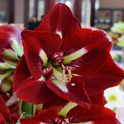 Rittersterne Hippeastrum Barbados 1 st.