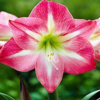 Rittersterne Hippeastrum Exposure 1 st.