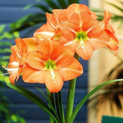 Rittersterne Hippeastrum Nagano 1 st.