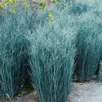 Rutenhirse Panicum Praire Sky 1 st.