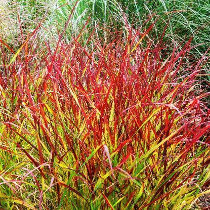 Rutenhirse Panicum Rehbraun 1 st.