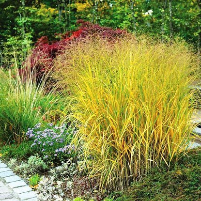 Rutenhirse Panicum Strictum 1 st.