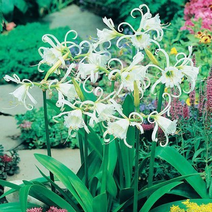 Schönhäutchen Hymenocallis Festalis 1 st.