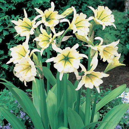 Schönhäutchen Hymenocallis Sulphur Queen 1 st.