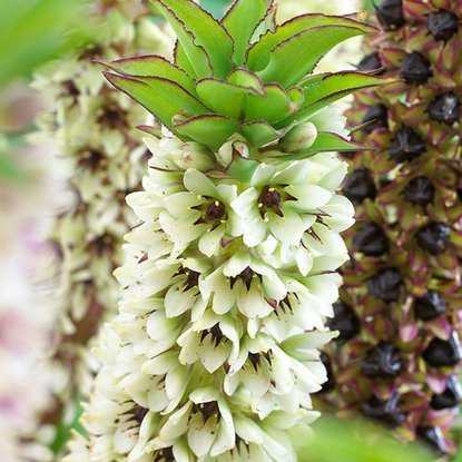 Schopflilien Eucomis Montana 1 st.