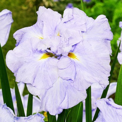 Schwertlilie Iris Ensata Dinner Plate Ice Cream 1 st.