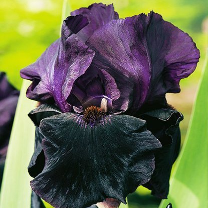 Schwertlilie Iris Germanica Black Night  1 st.