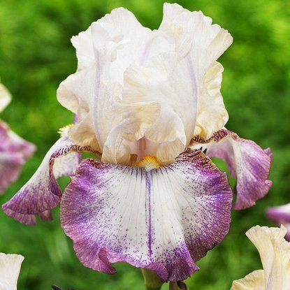 Schwertlilie Iris Germanica Lucy Locket 1 st.